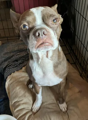 Bucky - Phoenix area