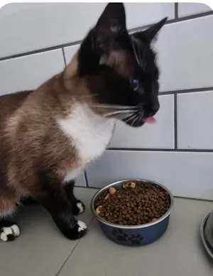 Chaka