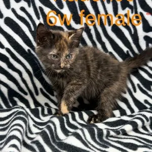 Kadence