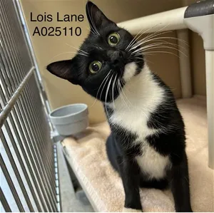 LOIS LANE