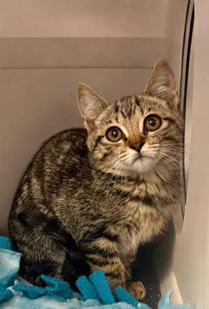 Calypso