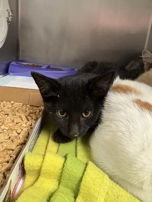 Kiki