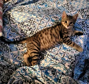 Ghostface (Bonded with Baloo)