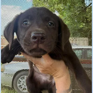Arlo