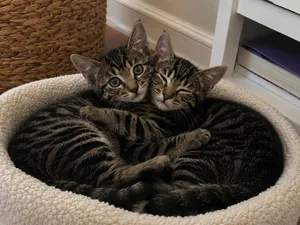 Rummy & Kub