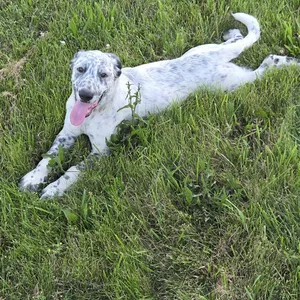 Bluey