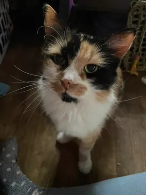 Franny