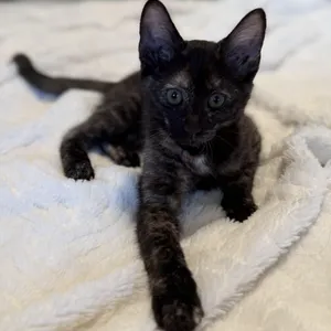 Mocha