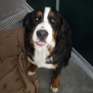 Everest (BC-Stray-32796) CLARA on FB