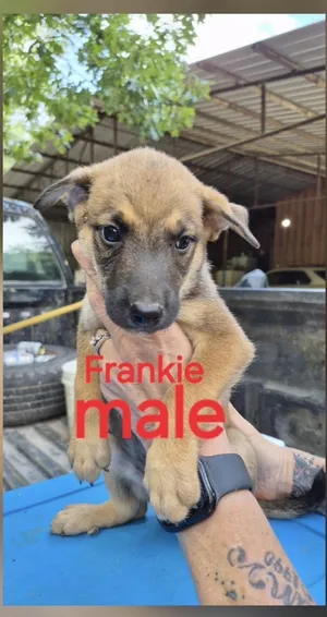 Frankie