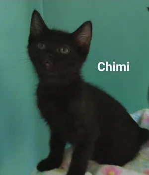 Mr. Ds kittens f