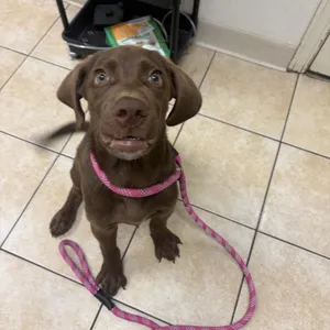 Brutus