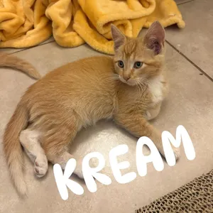 Kream Ontiveros