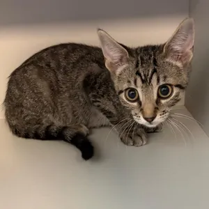 Tuna