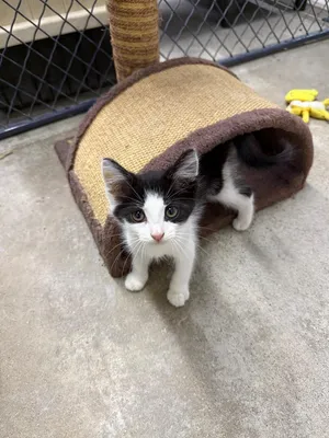 Milton