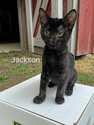 Jackson