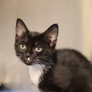 Patti