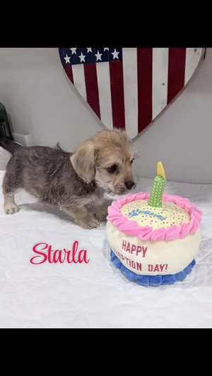 Starla