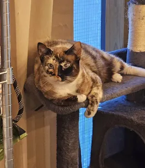 PHANTOM & OPERA - Foster or Adopter needed
