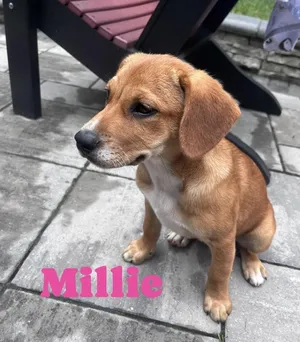 Millie
