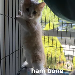 Ham Bone