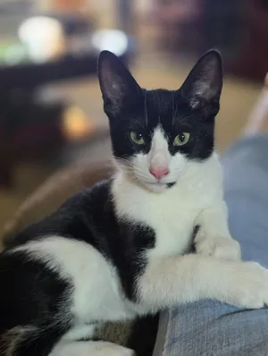 Wilson (aka Wobbles)