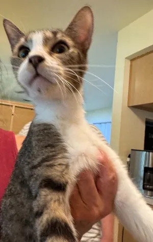 Frankie