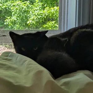 (WC) Juniper