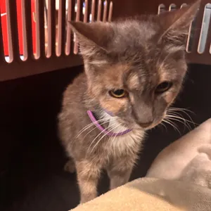 Stella