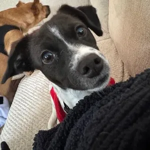 Stella