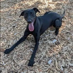 Licorice