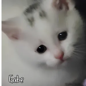 Gabe