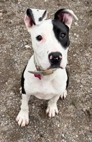 Maggie