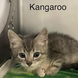 Kangaroo