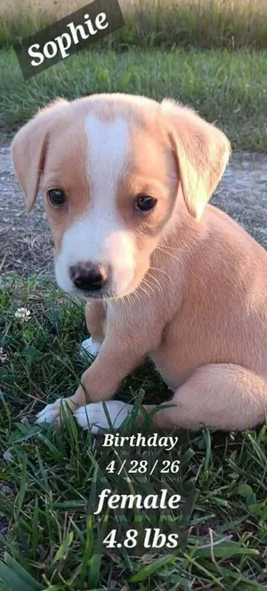 Sophie