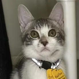 Tootsie - Fun Little Tabby