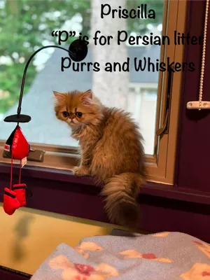 Priscilla