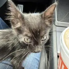 Rye