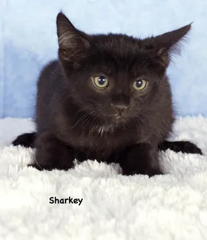 Sharkey