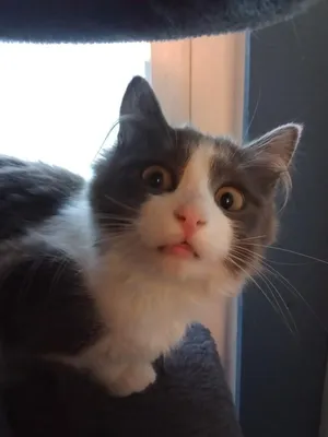 Maths: Hypotenuse (Hyp) - part of bonded pair