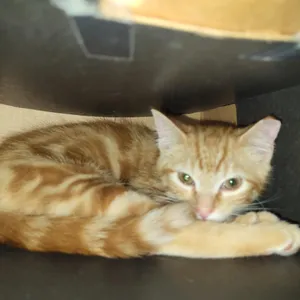 Taquito