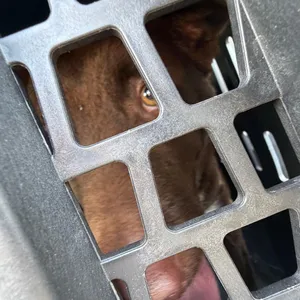 Simba