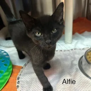 Alfie