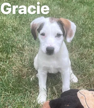 Gracie