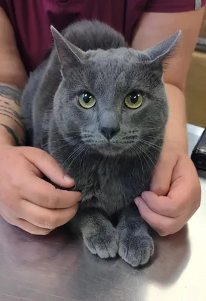 Yoda
