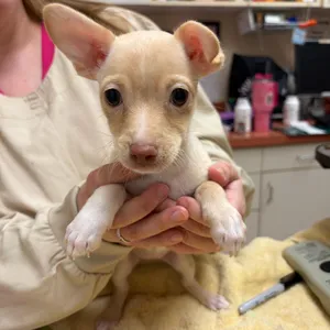 Bickie-In Foster