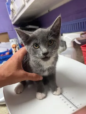 Stella