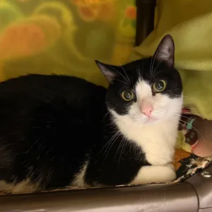 Finn