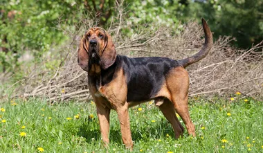 Bloodhound