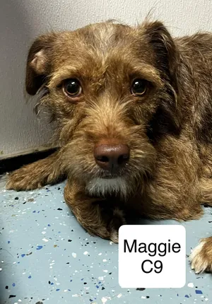 Maggie